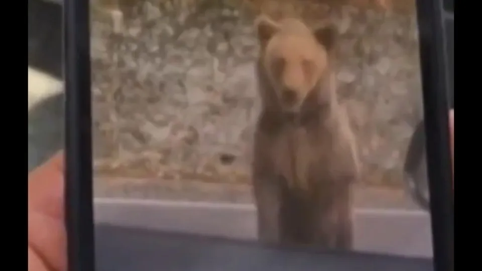 Turista tenta alimentar urso na Romênia e é atacado: "Um erro"