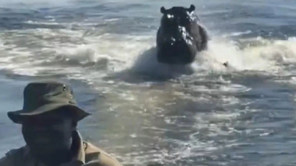 Vídeo: Hipopótamo persegue barco com turistas em Botsuana: "Assustador"