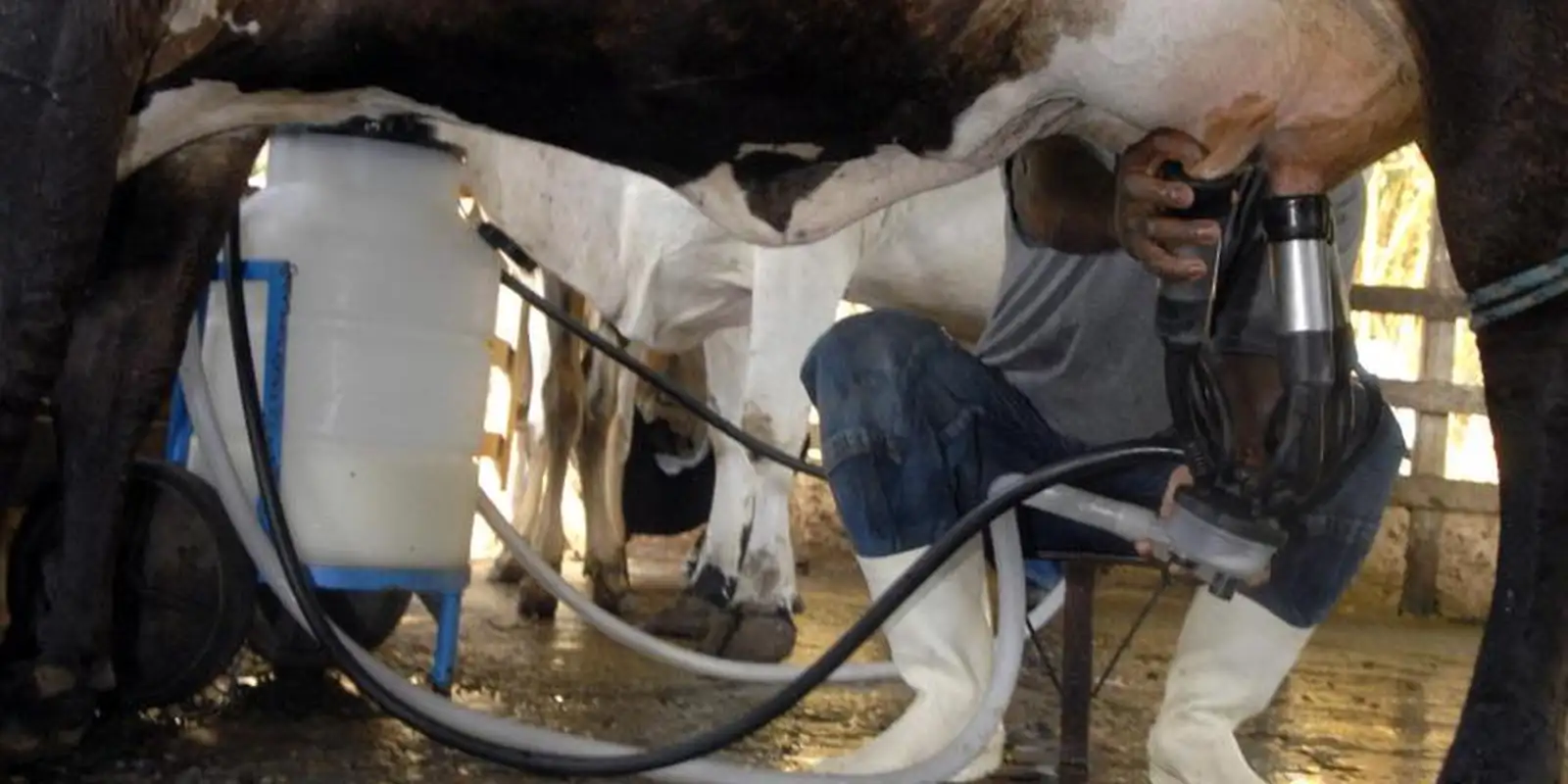 Produção de leite bate recorde mesmo com redução de vacas ordenhadas