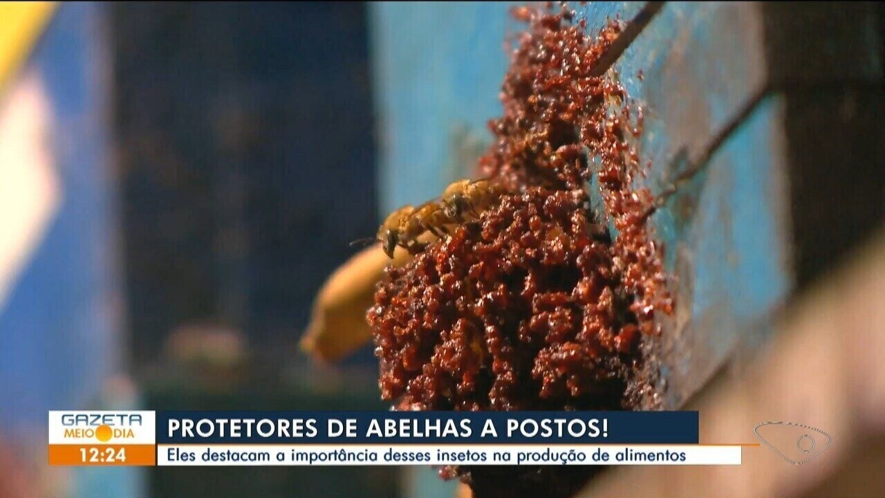 Capixaba ajuda a preservar a natureza criando 40 mil abelhas em casa como pets