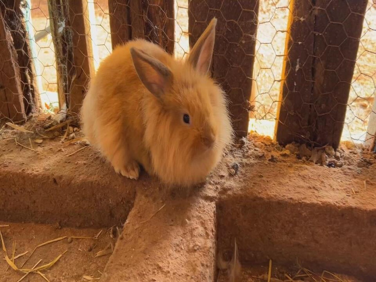 Dar nomes a animais é tradição na zona rural