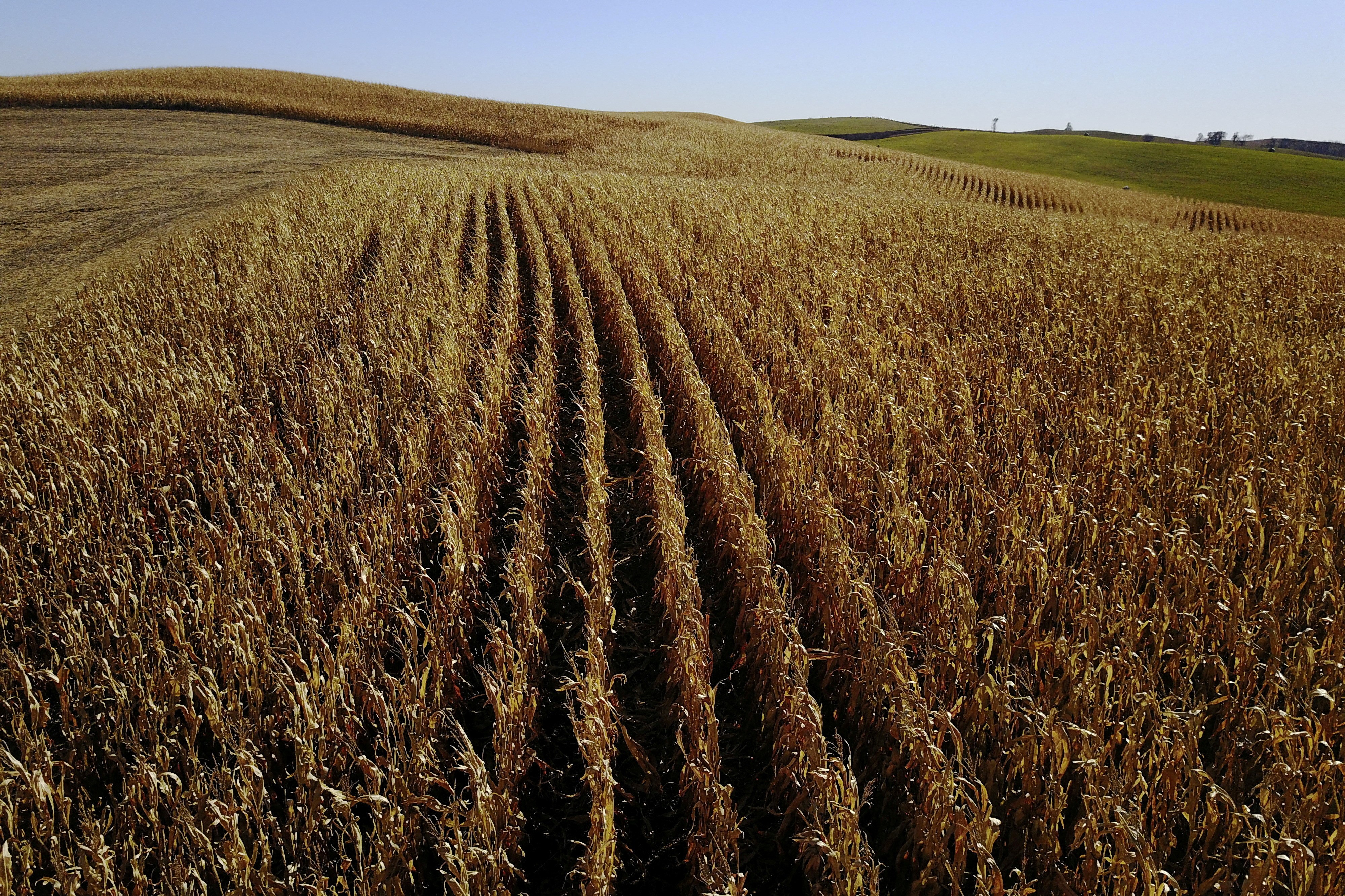 Milho com defesa natural: estudo da USP usa bactérias para combater lagarta e reduzir agrotóxicos