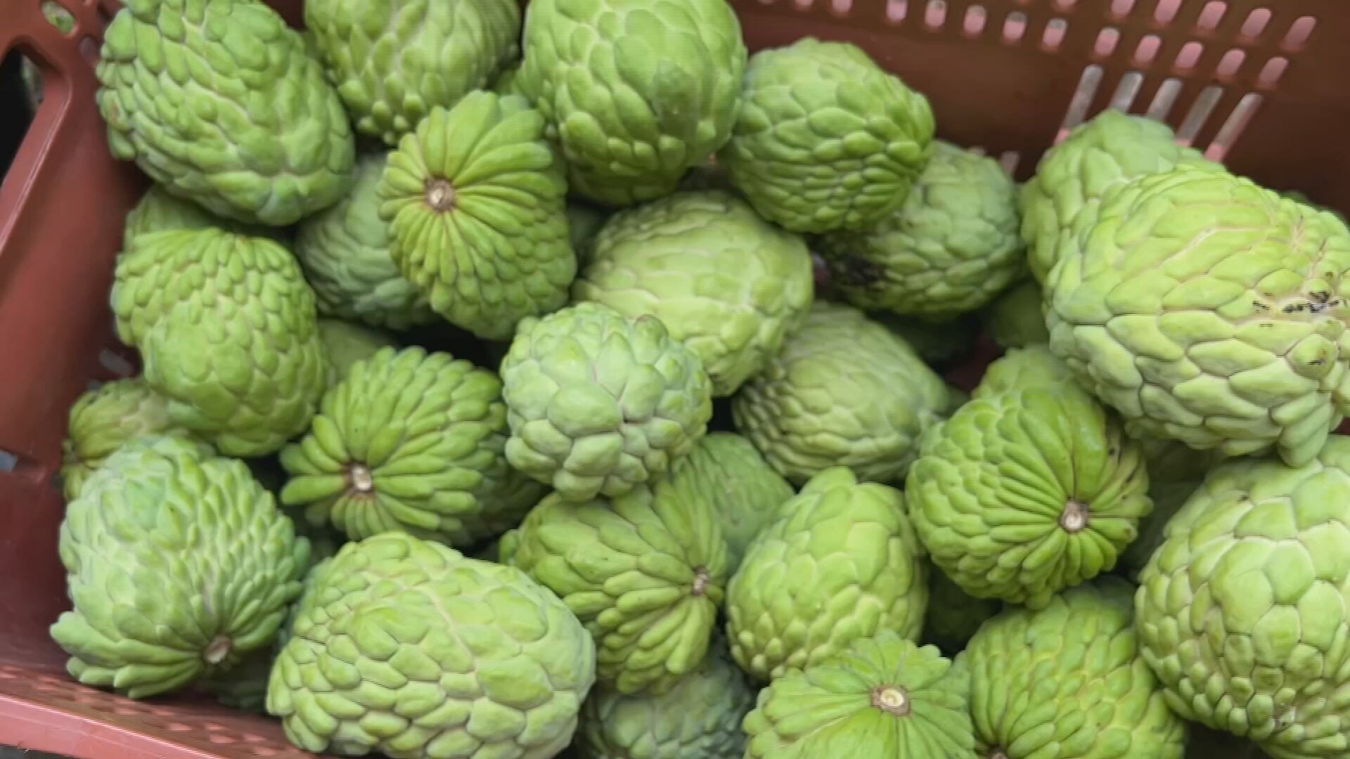 Produtores colhem safra de atemoia, uma fruta doce e com casca rugosa