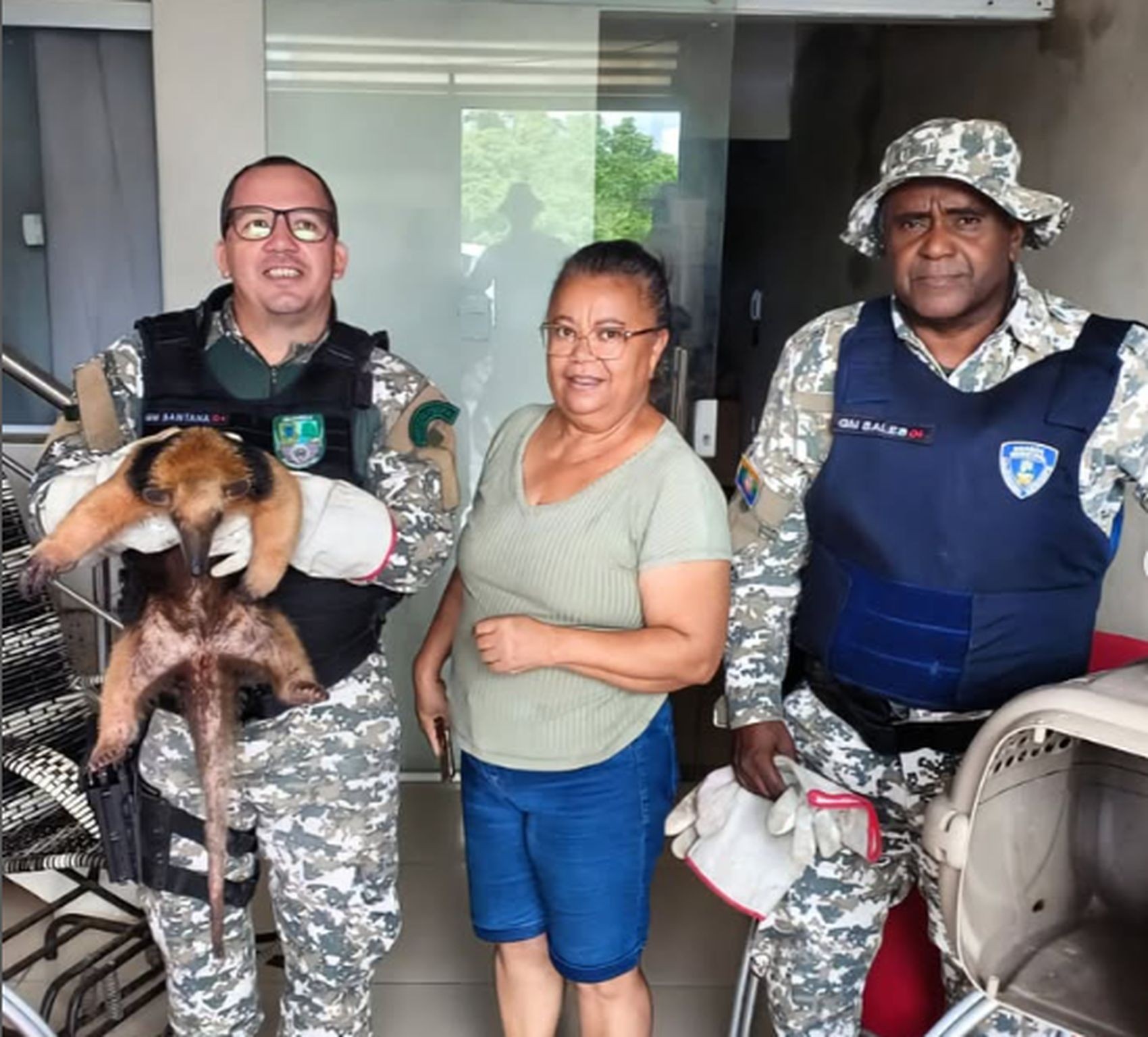 Tamanduá é resgatado após ser atacado por cães em Nossa Senhora do Socorro