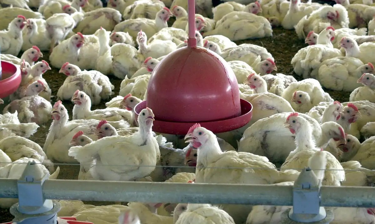 China suspende compra de carne de frango por 60 dias após 1º caso de gripe aviária em granja comercial no Brasil
